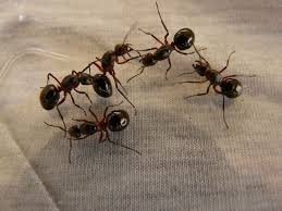 ants-pests